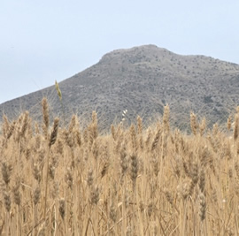 agricultura-cultivo-cereales-agroform