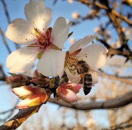 agroform-consultoria-agricultura