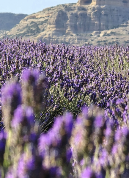 campos-lavanda-agroform-cultivos