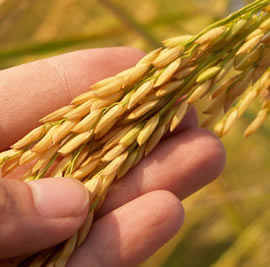 consultoria-agraria-agroform-cereales