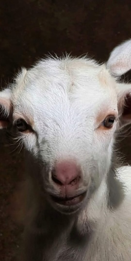 consultoría-agraria-agroform