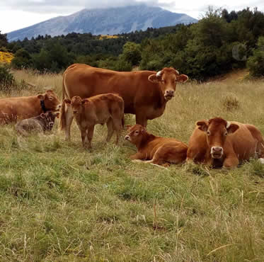 retirada-animales-muertos