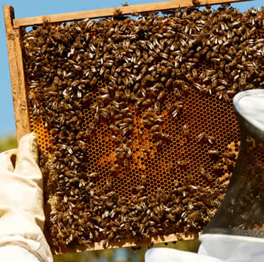 seguro-apicultura-agroform