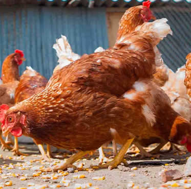 seguro-aviar-puesta-agroform