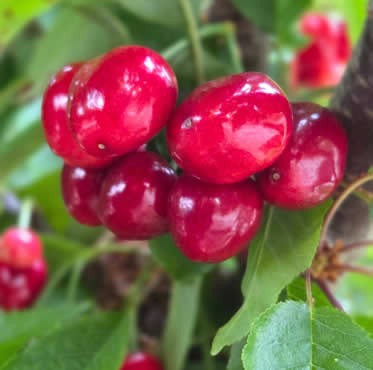 seguro-cereza-agroform