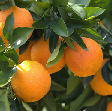 seguro-citricos-agroform