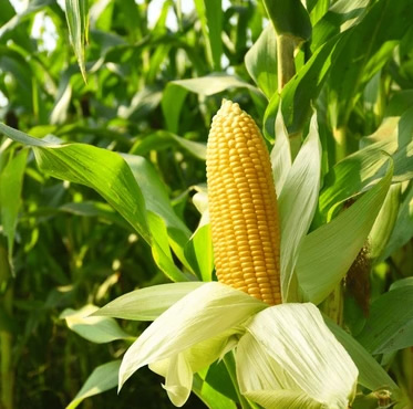 seguro-cultivos-forrajeros-agroform