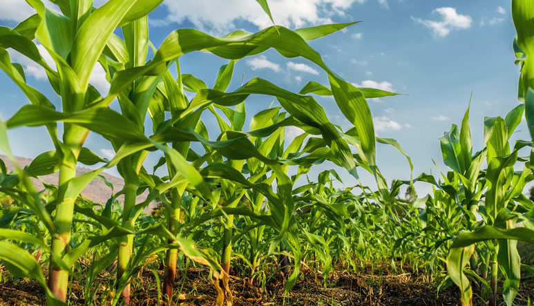 seguro-cultivos-forrajeros-des2