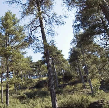 seguro-forestal-agroform