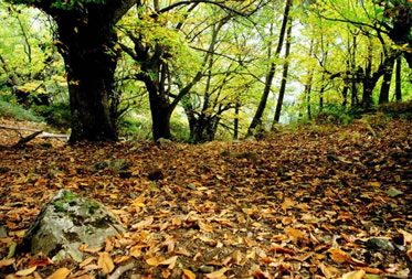 seguro-forestal-desc-2