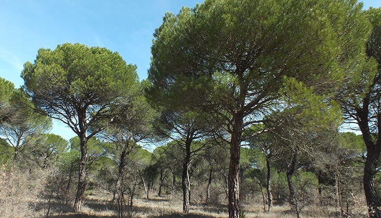 seguro-forestal-desc