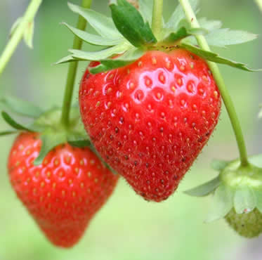 seguro-freson-frutos-rojos-agroform