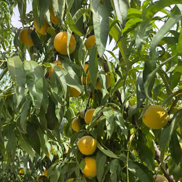 seguro-frutales-agroform