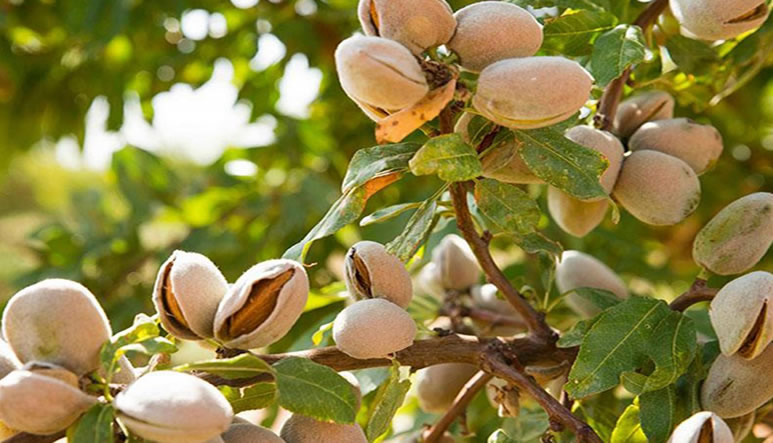 seguro-frutos-secos-1