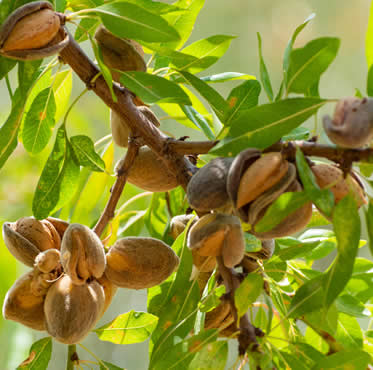 seguro-frutos-secos-agroform