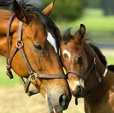 seguro-ganado-equino