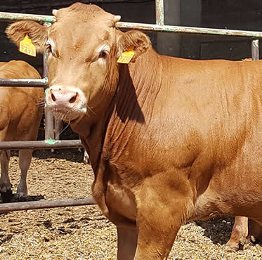 seguro-ganado-vacuno-cebo