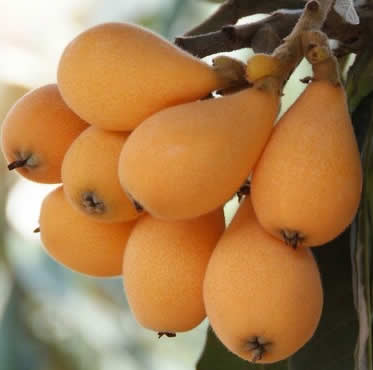 seguro-nispero-agroform