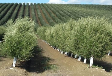 seguro-olivar-desc-2