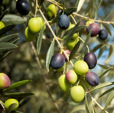 seguro-olivo-agroform