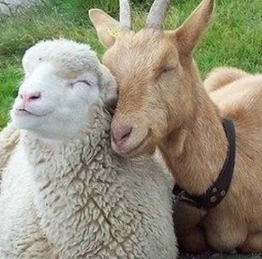 seguro-ovino-caprino