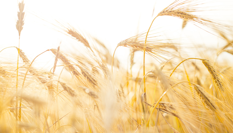 seguros-cultivo-herbaceos-agroform