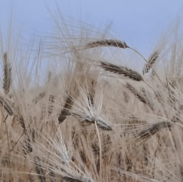 seguros-cultivos-herbaceos