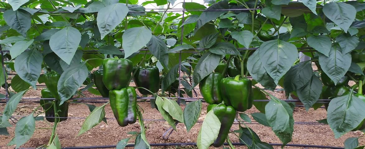 Reducción de riesgos y sanciones