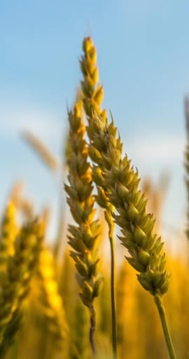 agricultura-agroform-ingenieria