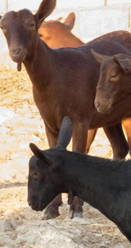 cabra-murciana-consultoria-agraria-ganadera-agroform-768x512