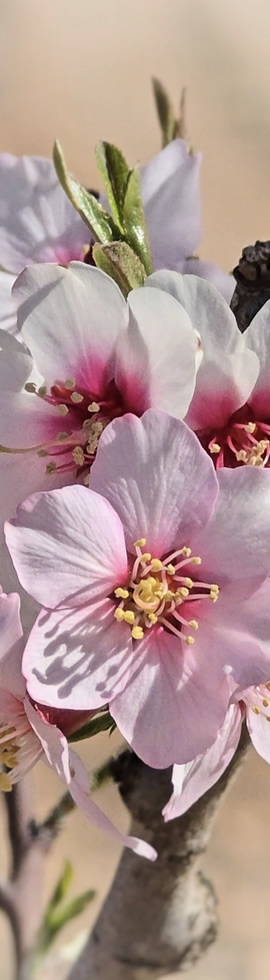 ingenieria-agroform-proyectos-agricultura