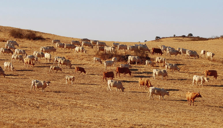 perdida-pastos-seguro