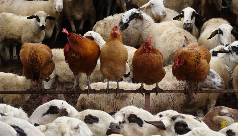 retirada-animales-muertos-desc