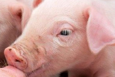 retirada-animales-muertos-desc2