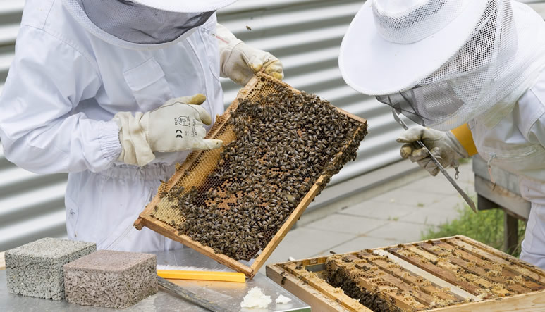 seguro-apicultura-desc1