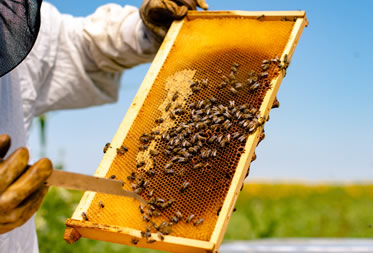 seguro-apicultura-desc2