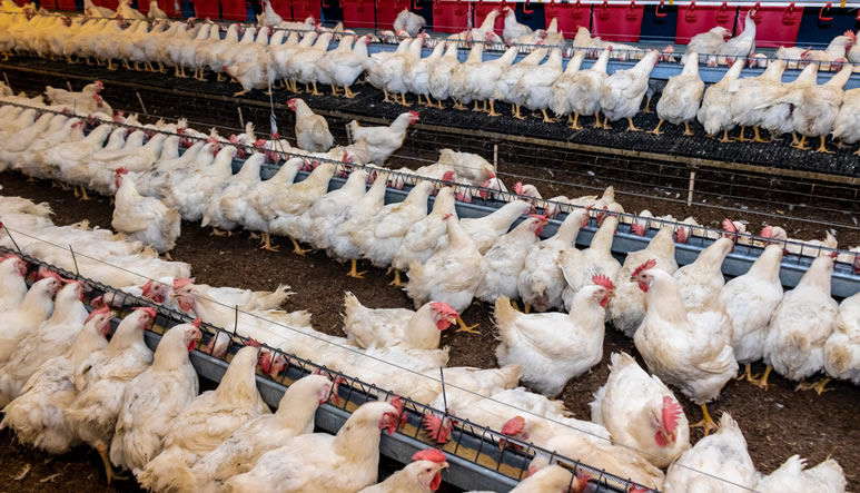 seguro-ganado-aviar-carne