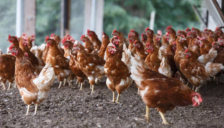 seguro-ganado-aviar-puesta