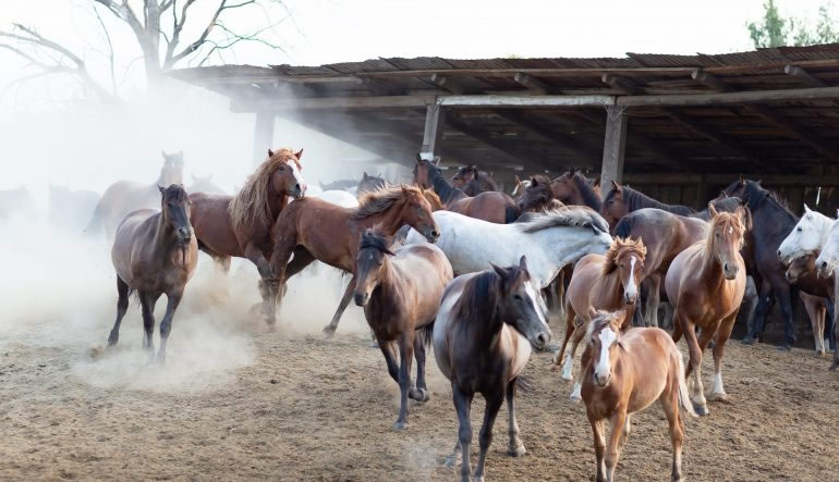 seguro-ganado-equino-desc