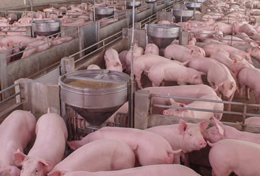 seguro-ganado-porcino-desc2