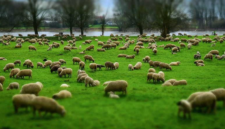 seguro-ovino-caprino-desc