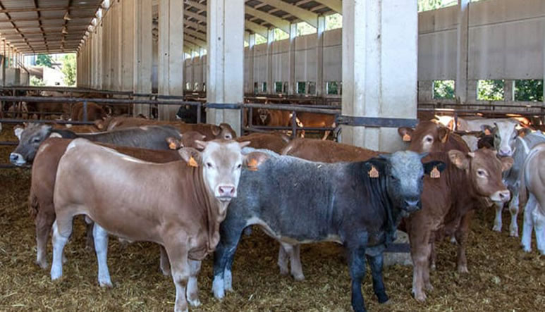 seguro-vacuno-cebo-desc