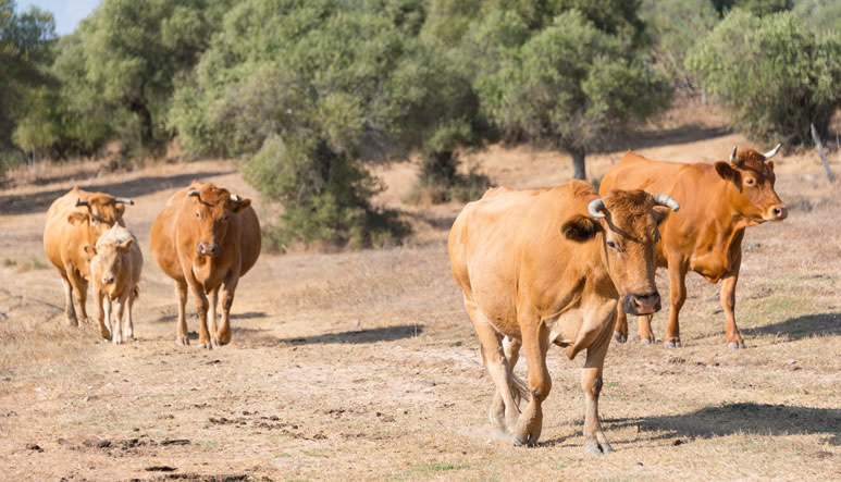 seguro-vacuno-lidia-desc
